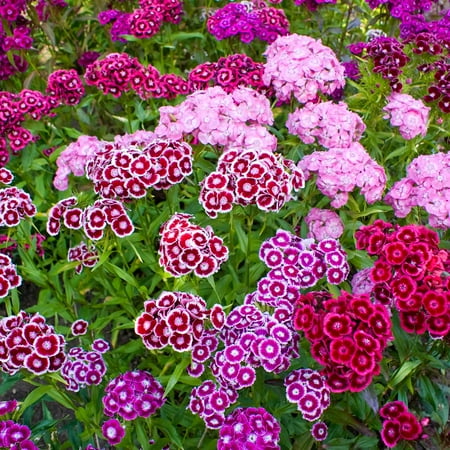 Mountain Valley Seed Company Sweet William Flower Seeds 1 g Packet, Annual and Perennial Mix