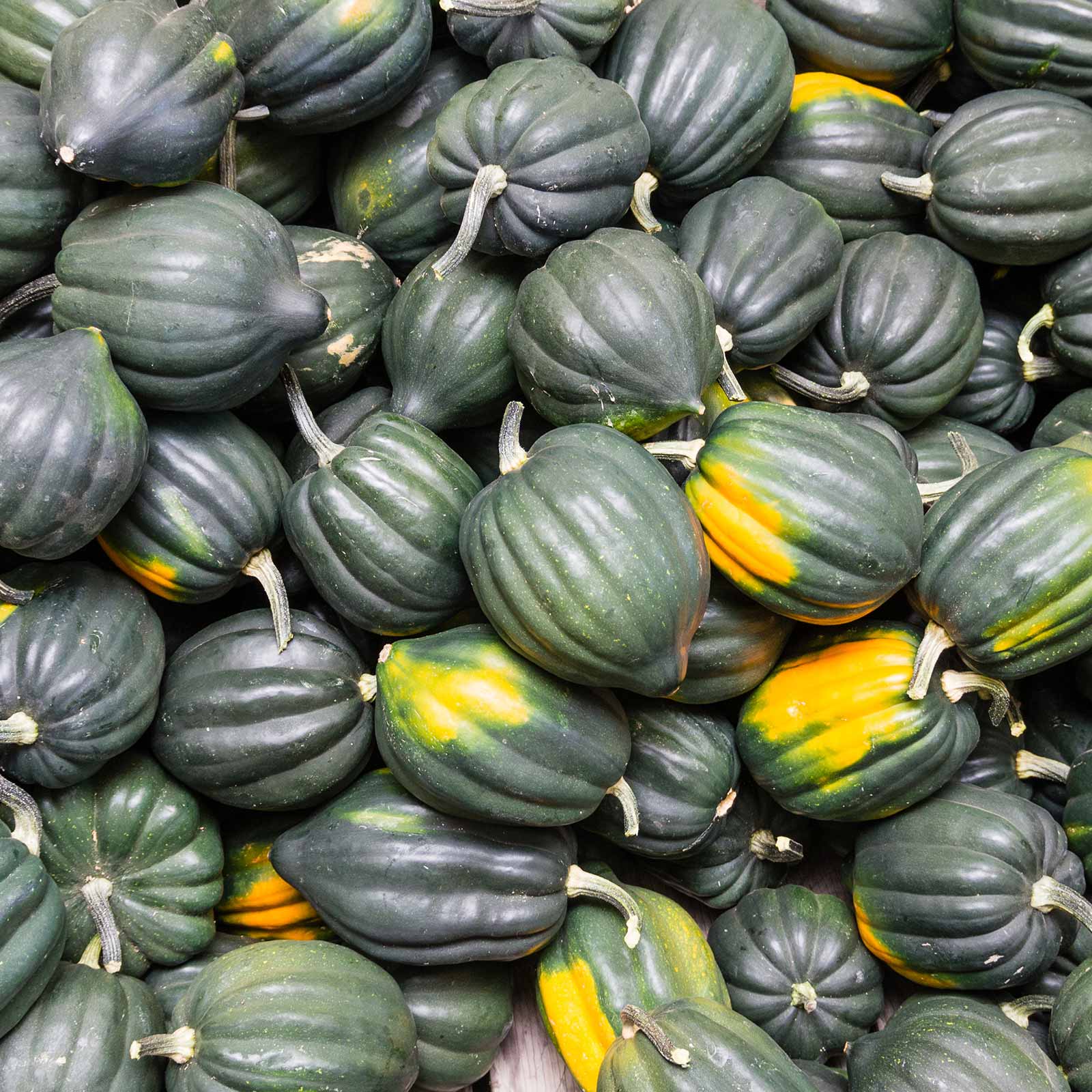 Mountain Valley Seed Company Table Queen Acorn Winter Squash Plant 
