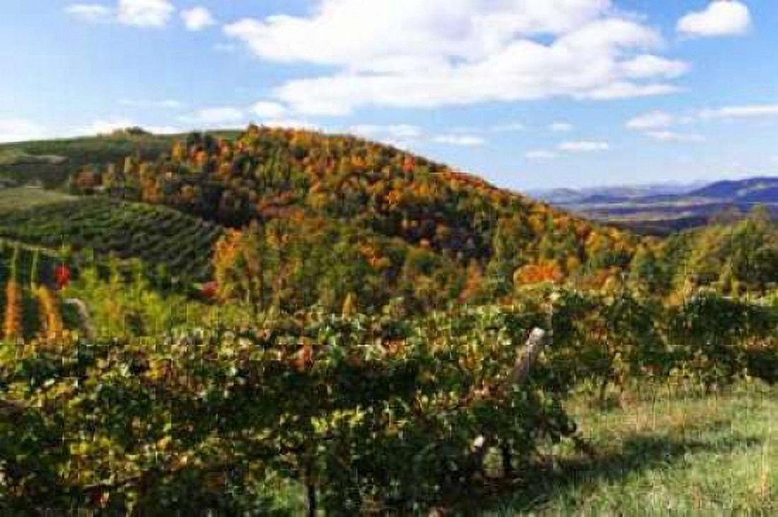 Mountain Vineyard I Canvas Art - Alan Hausenflock (20 x 28)