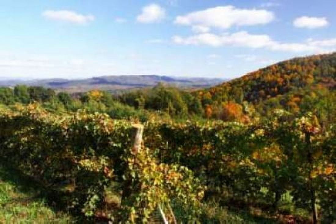 Mountain Vineyard II Canvas Art - Alan Hausenflock (20 x 28)