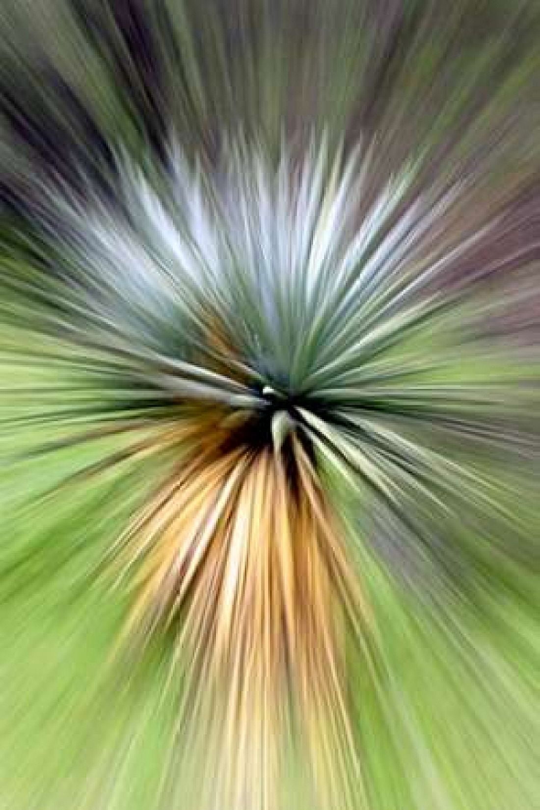 Mountain Yucca Canvas Art - Douglas Taylor (24 x 36)