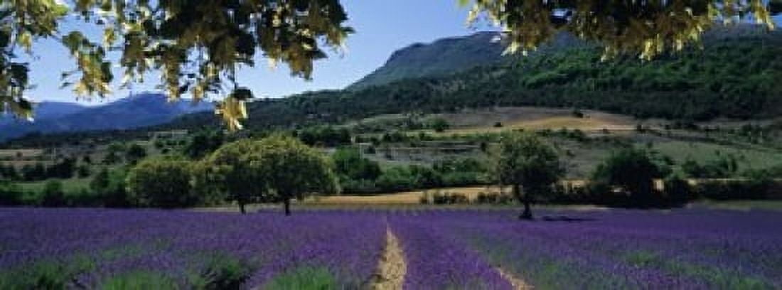 Mountain behind a lavender field Provence France Canvas Art - Panoramic Images (15 x 6)