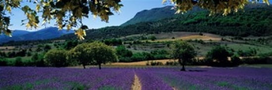 Mountain behind a lavender field Provence France Canvas Art - Panoramic Images (30 x 12)