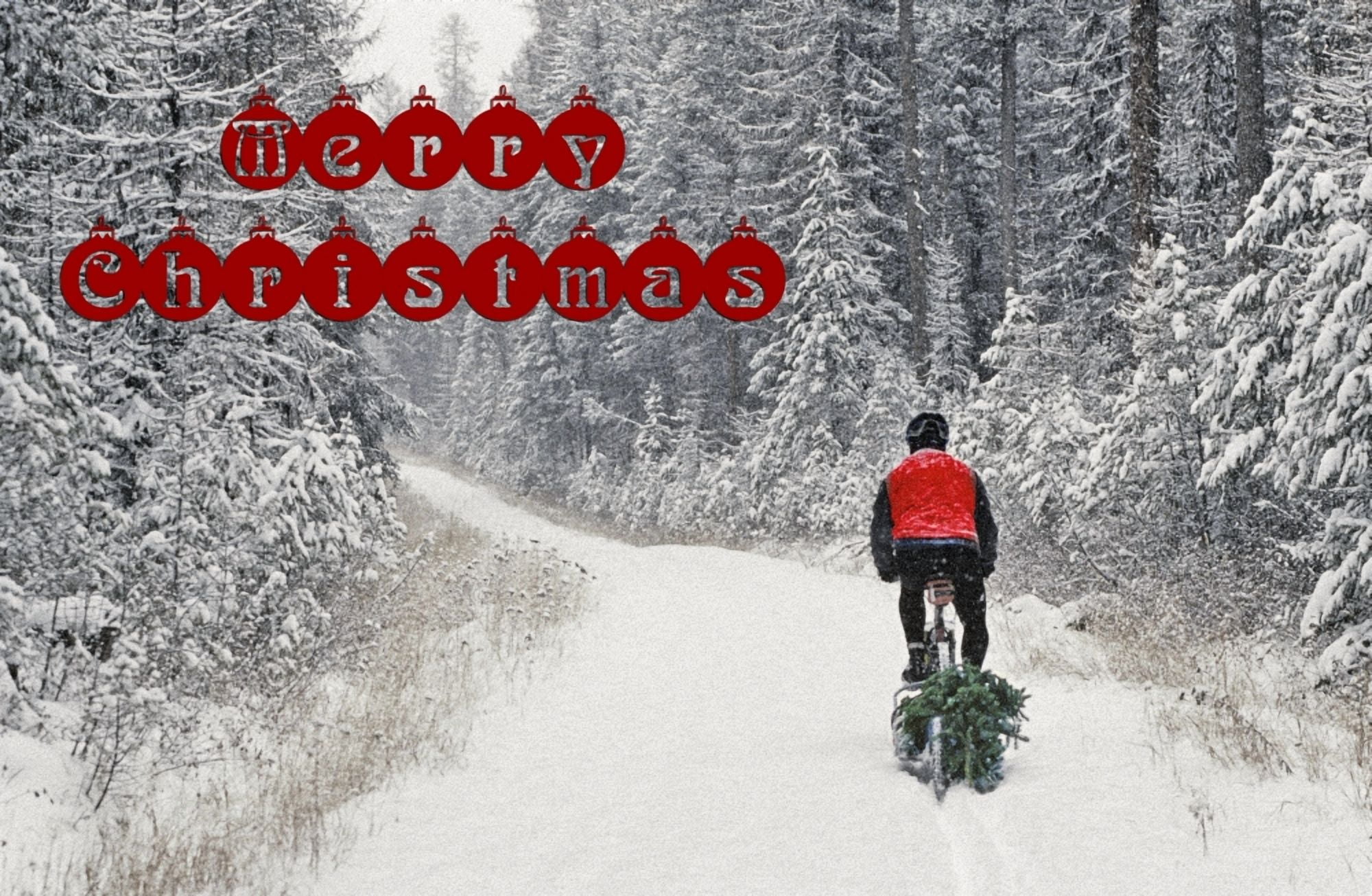 Mountain biker bringing home the family Christmas Tree near Whitefish Montana (MR) Canvas Art - Chuck Haney Danita Delimont (17 x 11)