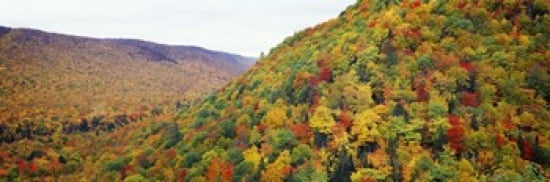 Mountain forest in autumn Nova Scotia Canada Canvas Art - Panoramic Images (36 x 12)