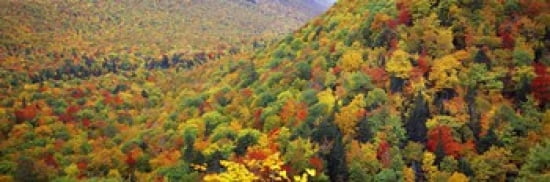 Mountain forest in autumn Nova Scotia Canada Canvas Art - Panoramic Images (36 x 12)