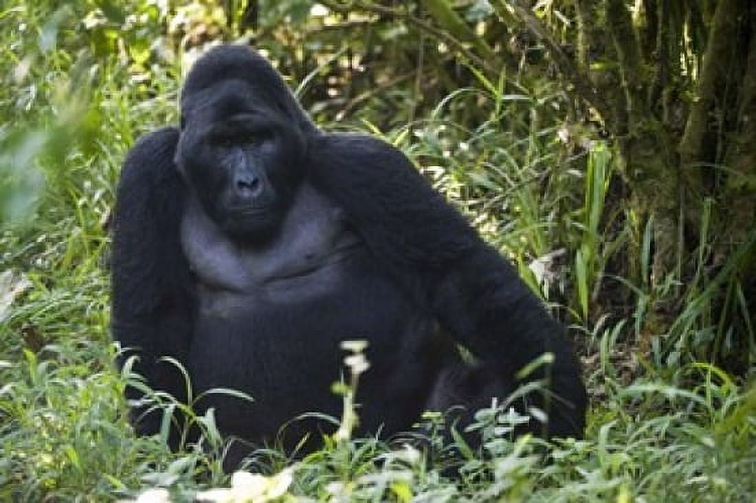 Mountain gorilla (Gorilla beringei beringei) in a forest Bwindi Impenetrable National Park Uganda Canvas Art - Panoramic Images (16 x 11)