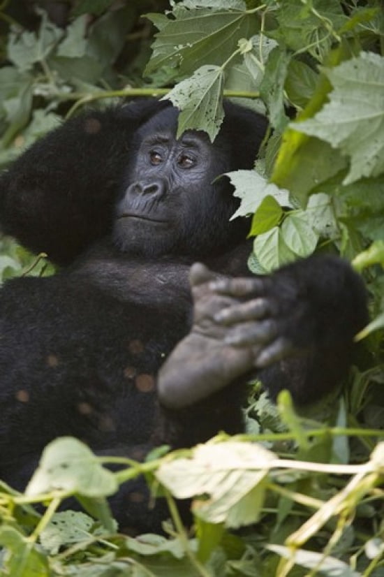 Mountain gorilla (Gorilla beringei beringei) in a forest Bwindi Impenetrable National Park Uganda Canvas Art - Panoramic Images (16 x 24)