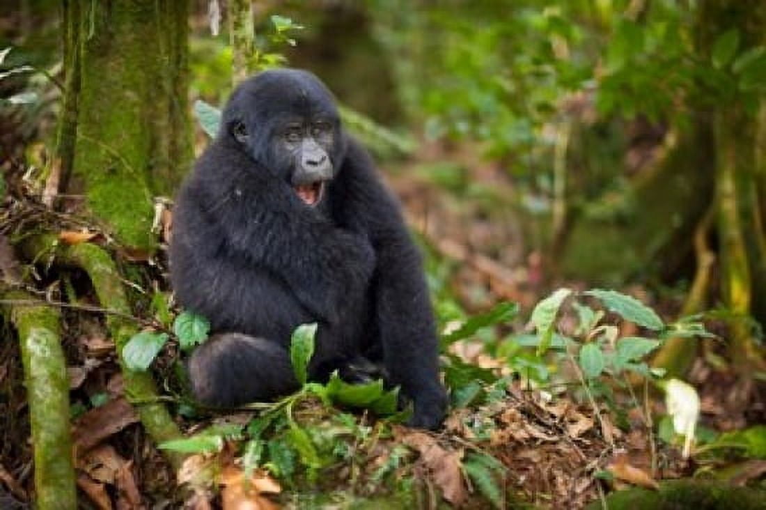Mountain gorilla yawning Volcanoes National Park Rwanda Canvas Art - Art Wolfe DanitaDelimont (35 x 24)