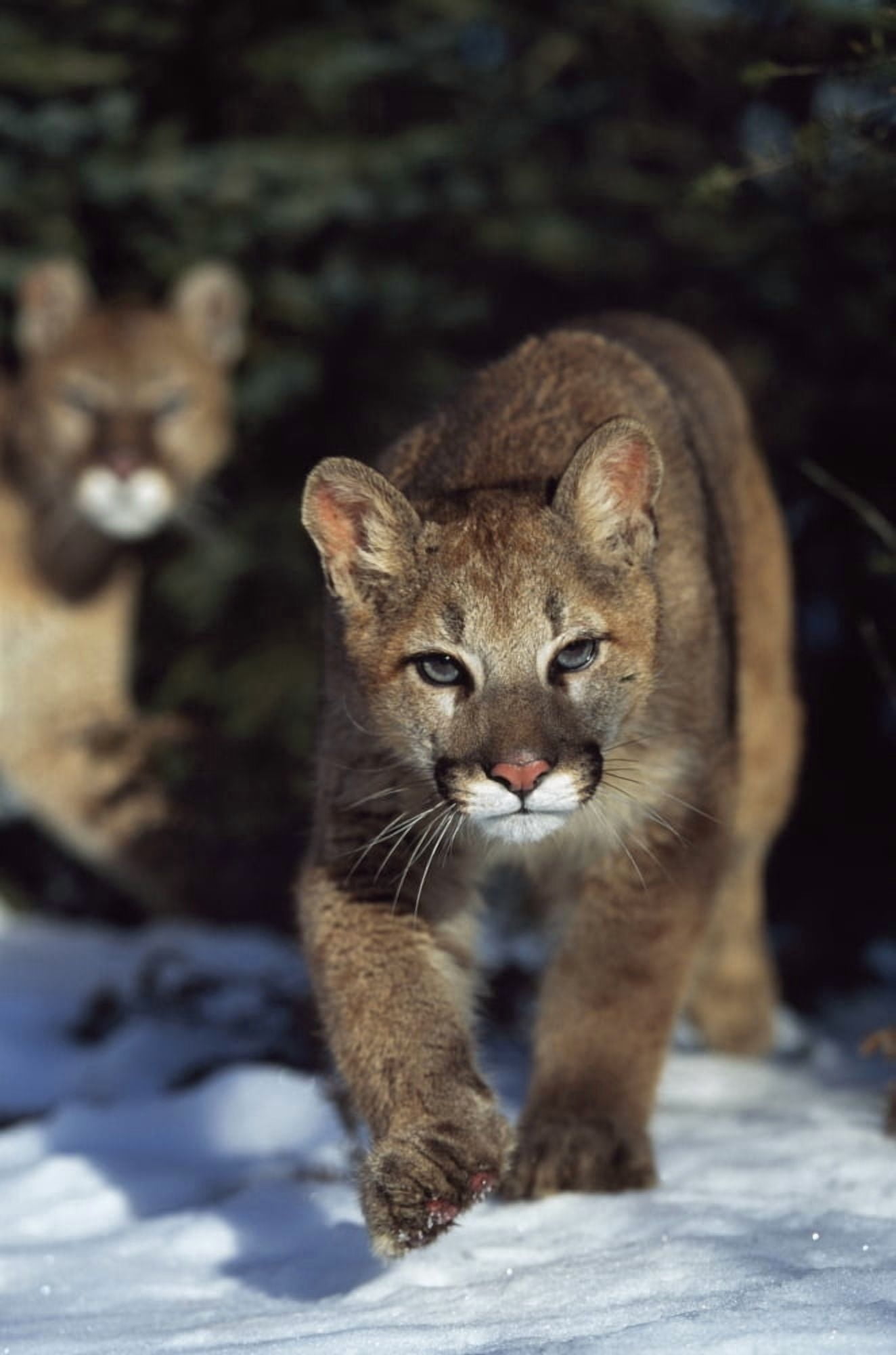 Mountain lion cub (Felis concolor) walking on snow toward camera mother in background Montana Usa Canvas Art - David Ponton Design Pics (24 x 38)