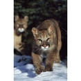 thumbnail image 1 of Mountain lion cub walking on snow toward camera mother in background; Montana Usa Print, 1 of 3