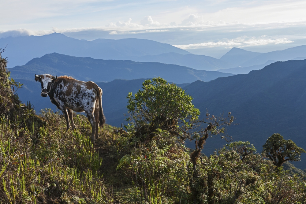 Mountain range east of Pojo Departamento Cochabamba Bolivia Canvas Art - Carl Bruemmer Design Pics (19 x 12)