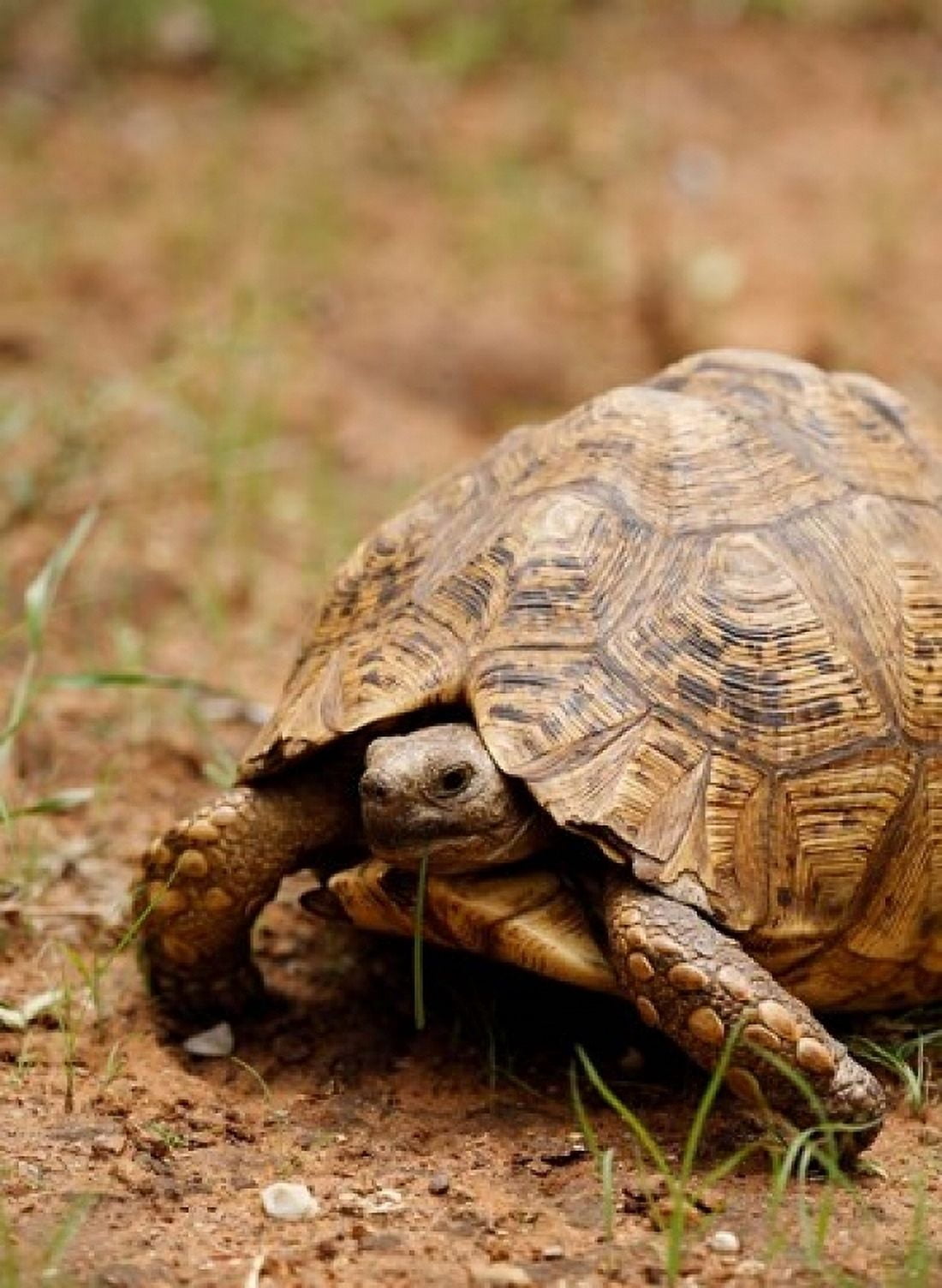 Mountain tortoise Mkuze Game Reserve South Africa Canvas Art - Maresa Pryor DanitaDelimont (18 x 24)