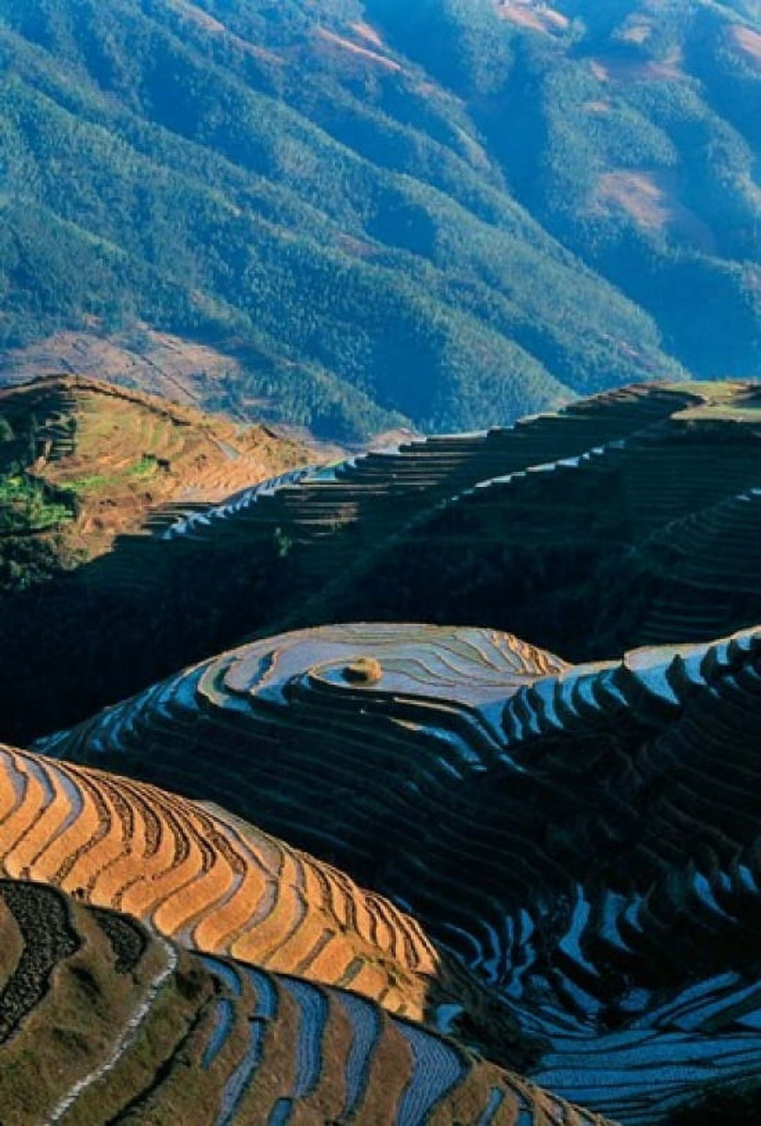 Mountainside Rice Terraces China Canvas Art - Keren Su DanitaDelimont (24 x 36)