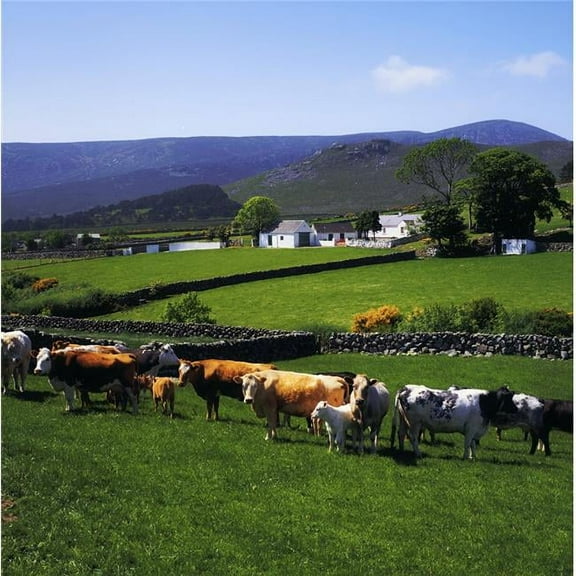 Mourne Mountains Co Down Ireland - Cattle & Farm Structures with Mountains in The Background Poster Print by The Irish Image Collection - 15 x 15