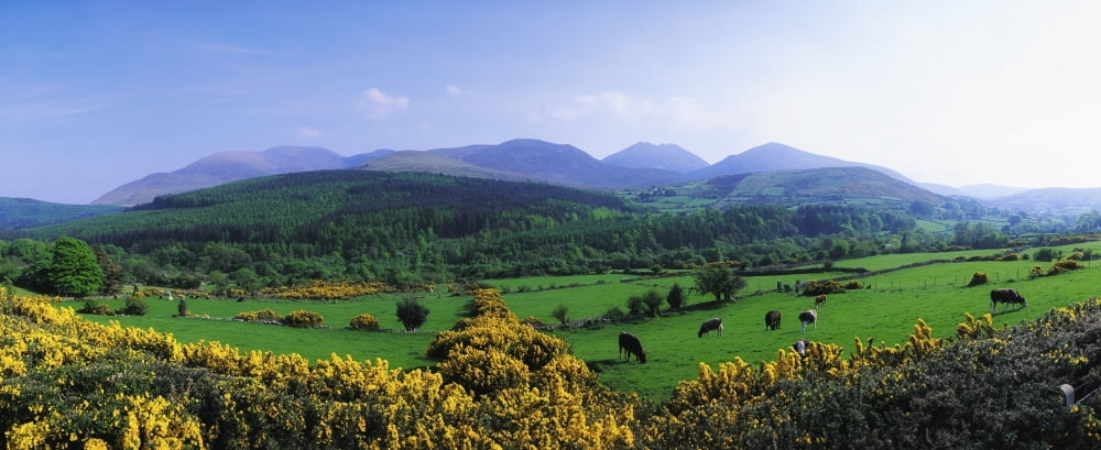 Mourne Mountains Co Down Ireland Grazing Animals With Mountains In The Background Canvas Art - The Irish Image Collection Design Pics (44 x 18)