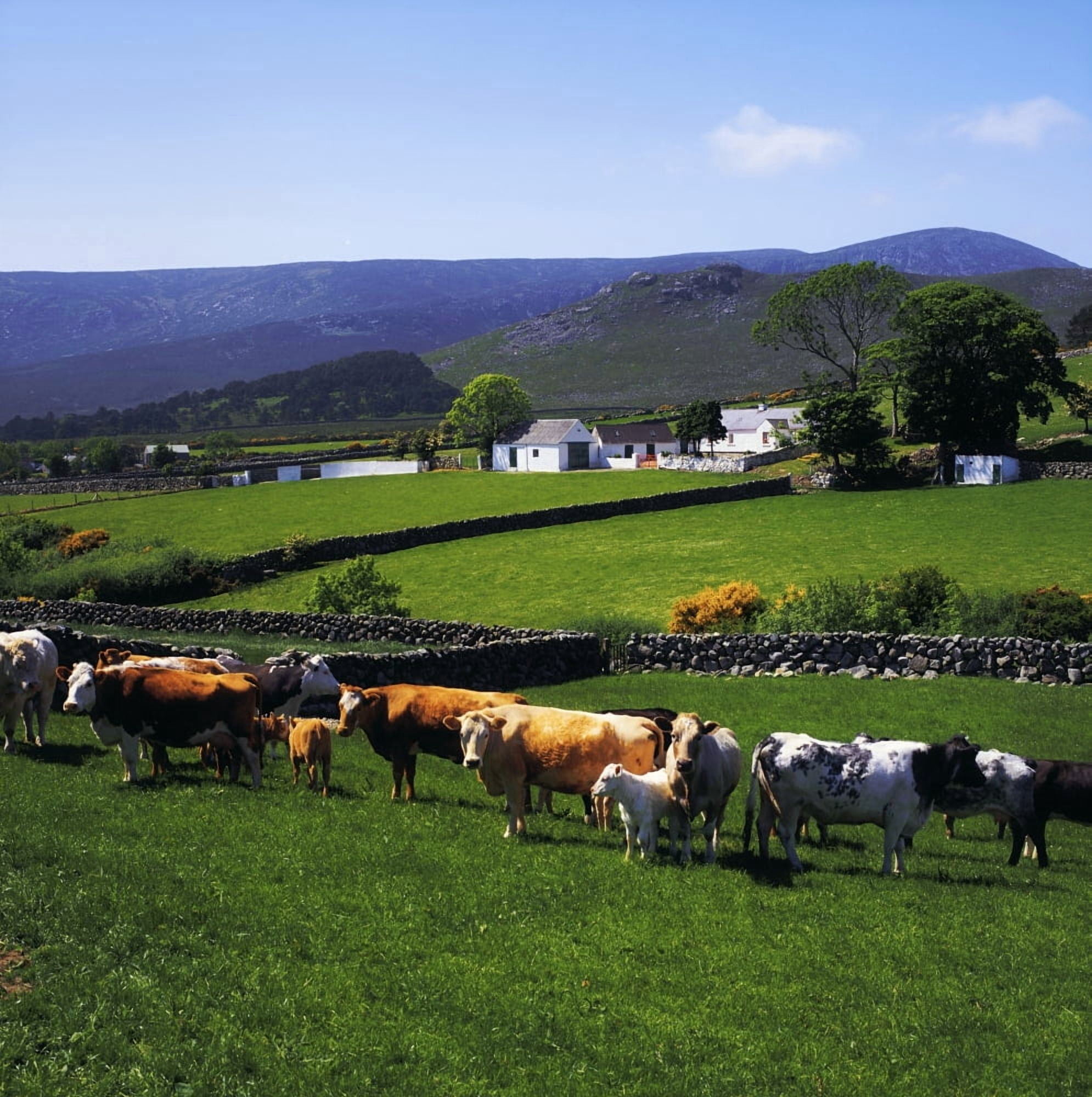Mourne Mountains Co Down Ireland Cattle And Farm Structures With Mountains In The Background Canvas Art - The Irish Image Collection Design Pics (15 x 15)