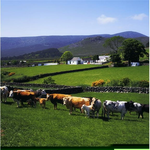 Mourne Mountains Co Down Ireland - Cattle & Farm Structures with Mountains in The Background Poster Print by The Irish Image Collection, 24 x 24 - Large