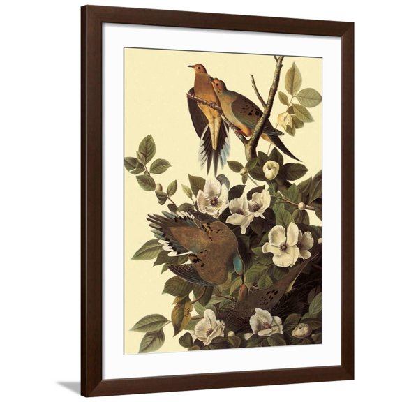 Art.com Mourning Doves Giclee Print by John James Audubon, Brown Frame Wall Art, 32" x 40"