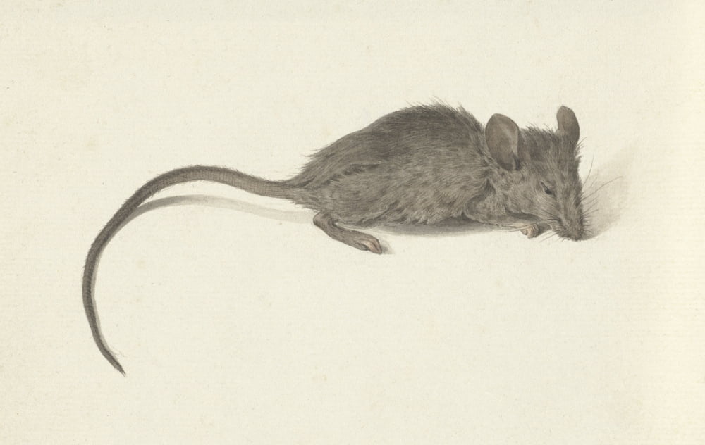 Mouse Canvas Art - (24 x 18)