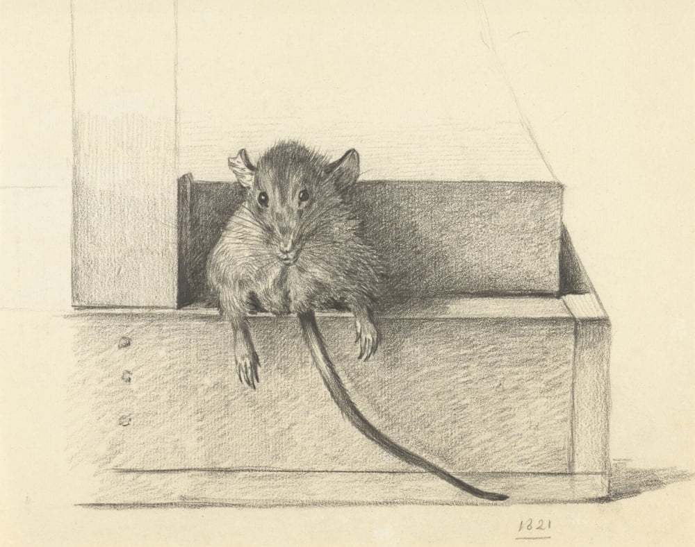 Mouse Caught In A Trap Canvas Art - (36 x 24)