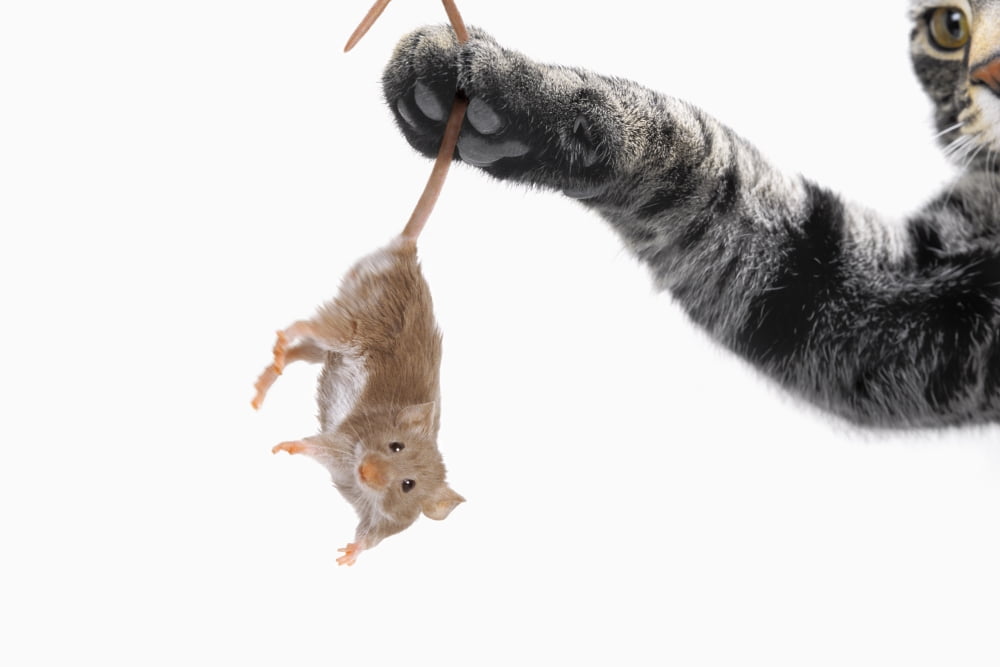 Mouse dangling from grey tabby cats pawVancouver british columbia canada Canvas Art - Thomas Kitchin & Victoria Hurst Design Pics (34 x 22)