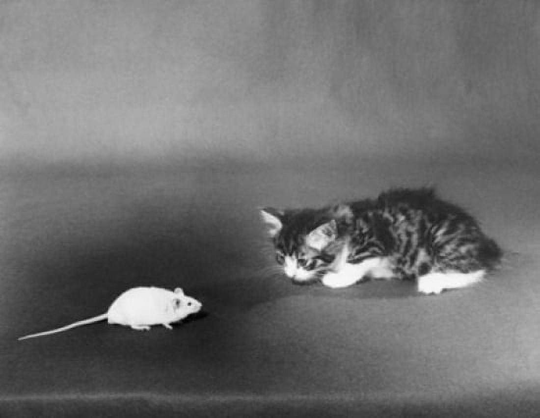 Mouse in front of a kitten Canvas Art - (24 x 36)