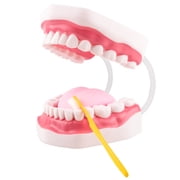 Mouth Model Speech Therapy with Movable Tongue