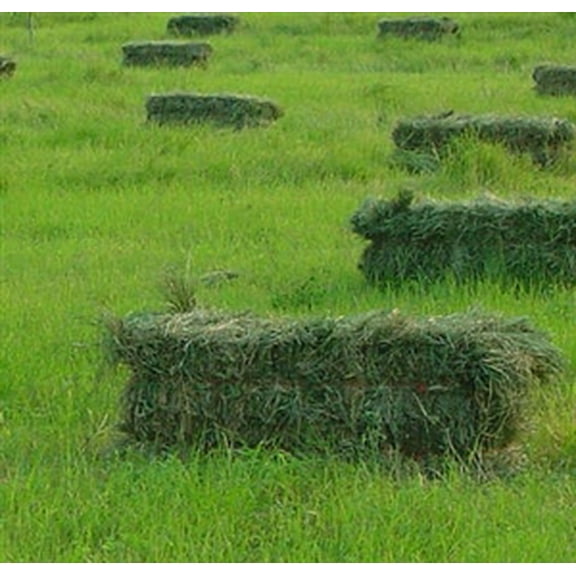 Moxie Teff Grass Seed - 1 Lb.