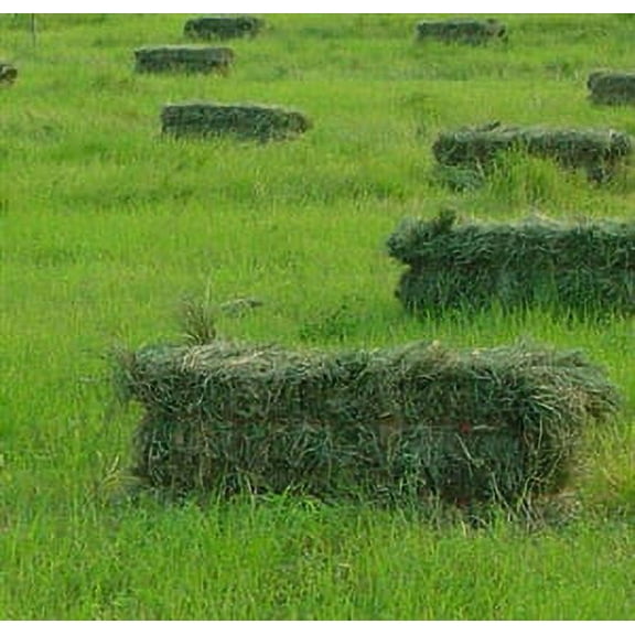 Moxie Teff Grass Seed - 20 Lbs.