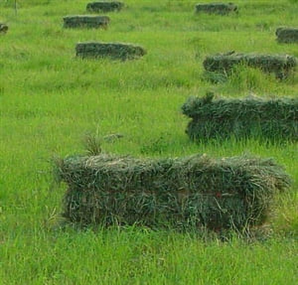 Moxie Teff Grass Seed - 5 Lbs.