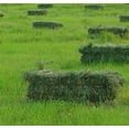 thumbnail image 1 of Moxie Teff Grass Seed - 5 Lbs., 1 of 1