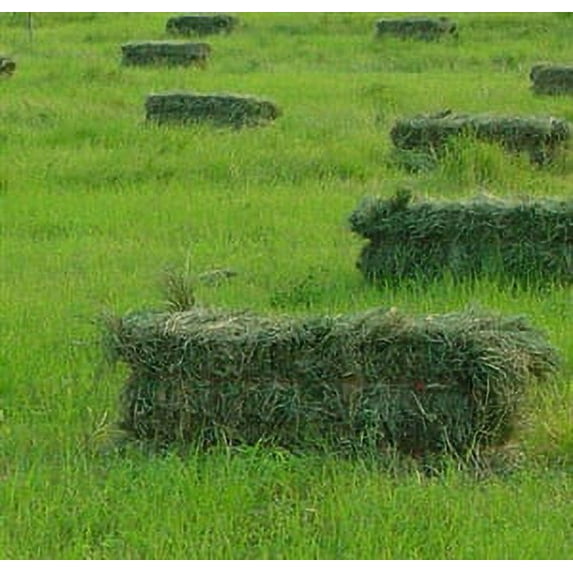 Moxie Teff Grass Seed - 5 Lbs.