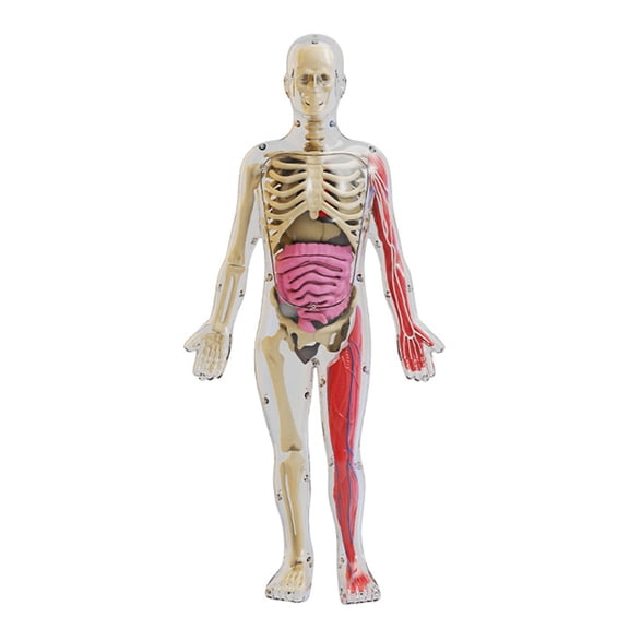 Moxufan 1 Set Human Body Model with Tray Tweezers Glow-in-the-dark Removable Human Torso Anatomy Teaching Aid School Students Organs Bones Learning Educational Toy,Clear