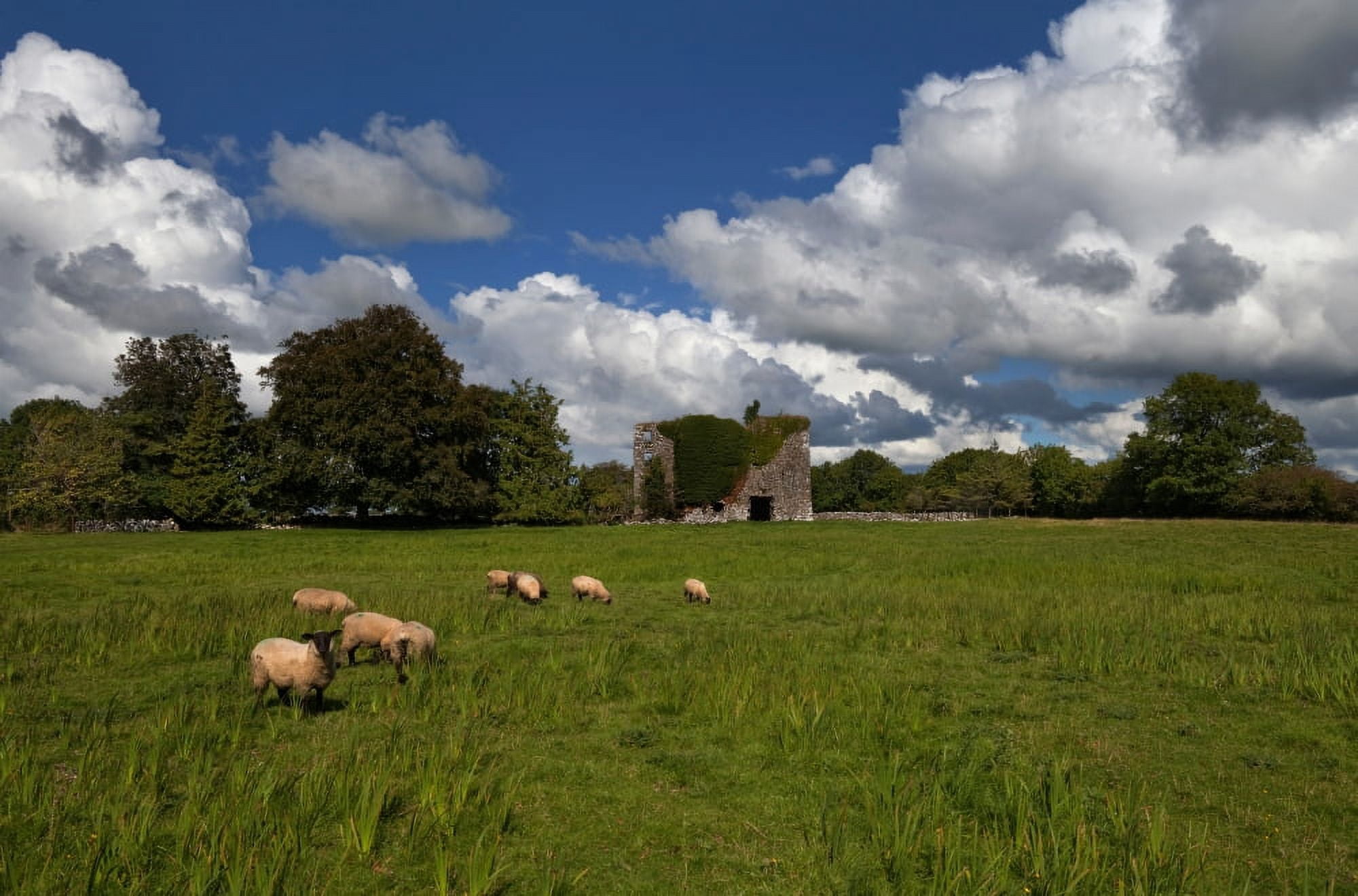 Moyne Castle (near Headford) probably built by one of the MacWilliam Burkes in the late 15th Century County Mayo Ireland Canvas Art - Panoramic Images (12 x 36)