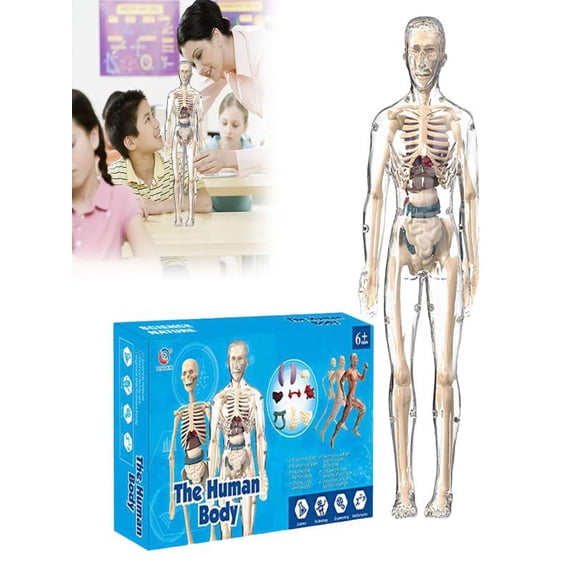 Mozhitti Clear Human Body Structure Model 2025 Anatomy Figure Portable Skeleton Model Kit For Classroom Interactive 3D Organ Model For Students Transparent Physiology Model