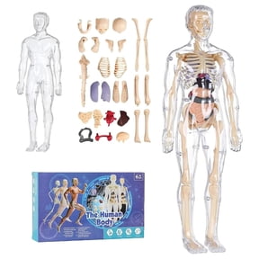 Mozhitti Learning Educational Toys Human Skeleton Organ Models 29 Pas 3D Anatomy Models Kit Suitable For Kids 6+