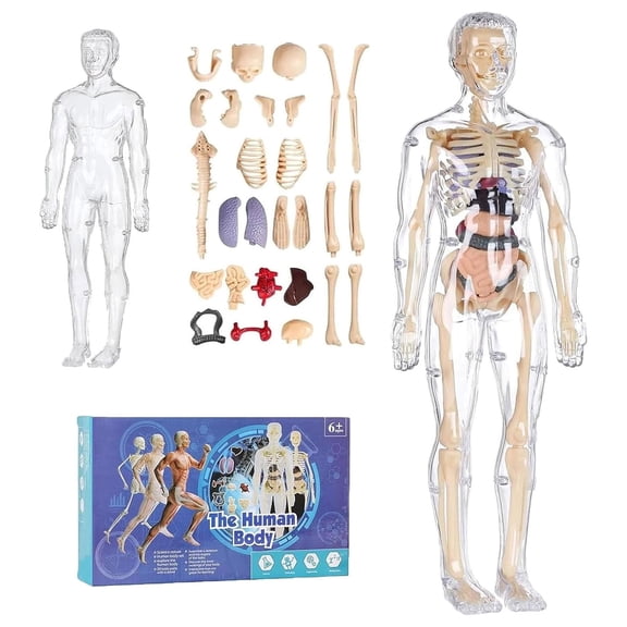Mozhitti Learning Educational Toys Human Skeleton Organ Models 29 Pas 3D Anatomy Models Kit Suitable For Kids 6+