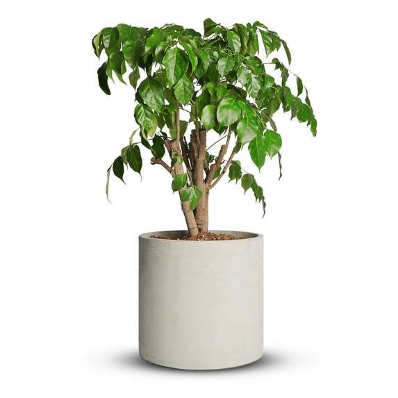 Mozing Breathable Cement Plant Pots - 12 x 12 inch Gray Planter Pot with Drainage Hole