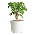 thumbnail image 1 of Mozing Ceramic Plant Pots Indoor - 12 x 10 inch Modern Flower Pot with Drainage Hole (White), 1 of 8
