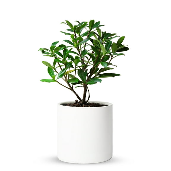 Mozing Ceramic Plant Pots Indoor - 8 x 8 inch Modern Flower Pot with Drainage Hole (White)