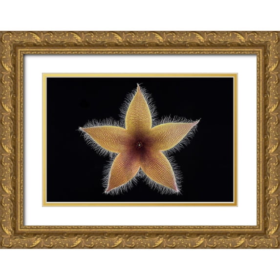 Mozqueda, Victor 14x11 Gold Ornate Wood Framed with Double Matting Museum Art Print Titled - Stapelia Grandiflora