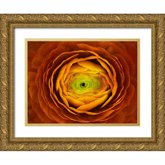 Mozqueda, Victor 18x15 Gold Ornate Wood Framed with Double Matting Museum Art Print Titled - Ranunculus Asiaticus