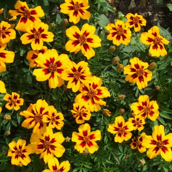 Mr Fothergill's Marigold Oh Sow Simple Flower Seed Easy to Grow