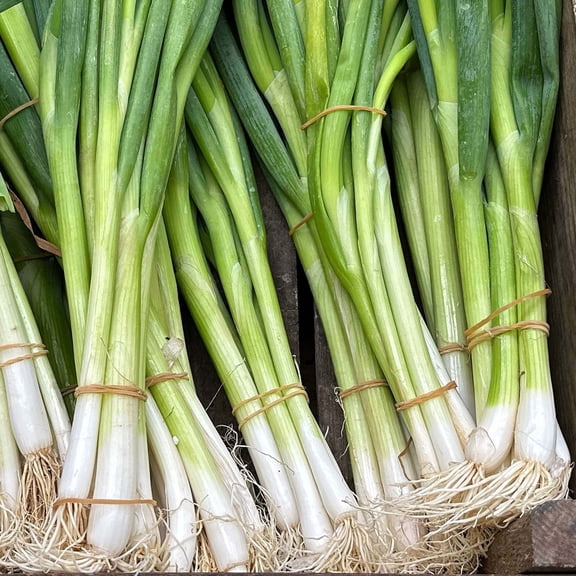 Mr Fothergill's Spring Onion Oh Sow Simple Vegetable Seed Easy to Grow