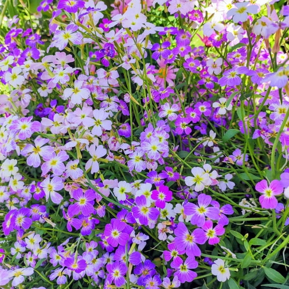 Mr Fothergill's Stock Mix Oh Sow Simple Flower Seed Easy to Grow
