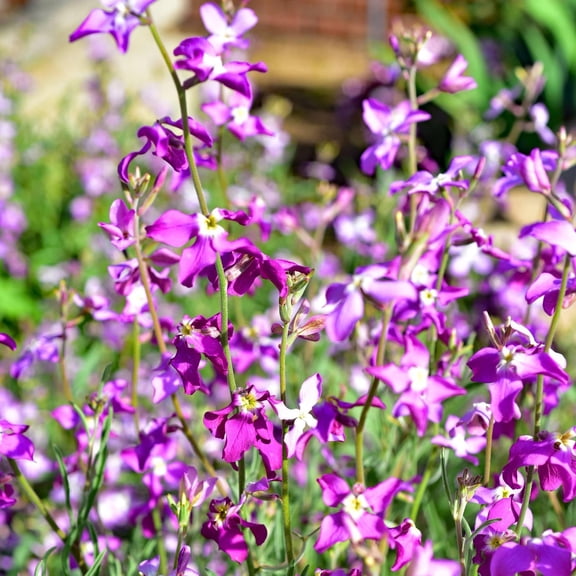 Mr Fothergill's Stock Scented Oh Sow Simple Flower Seed Easy to Grow