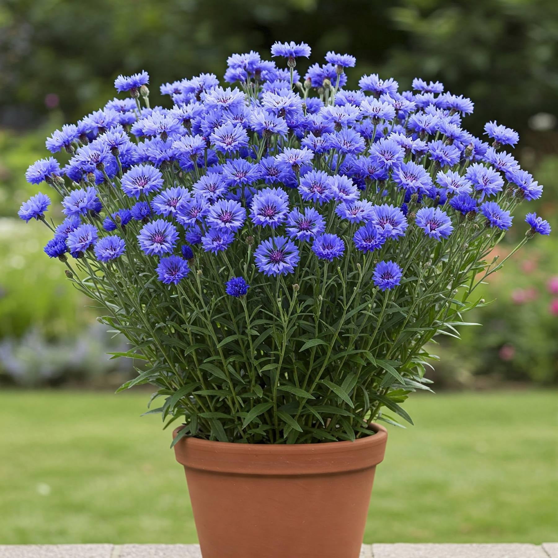 Mr Fothergill's Wild Cornflower Oh Sow Simple Flower Seed Easy to Grow ...