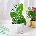 thumbnail image 1 of Mr. Garden Garden Trellis For Mini Climbing Plant Pot Support Leaf Trellis 4"W x 11.7"H 9 Pack Green, 1 of 6