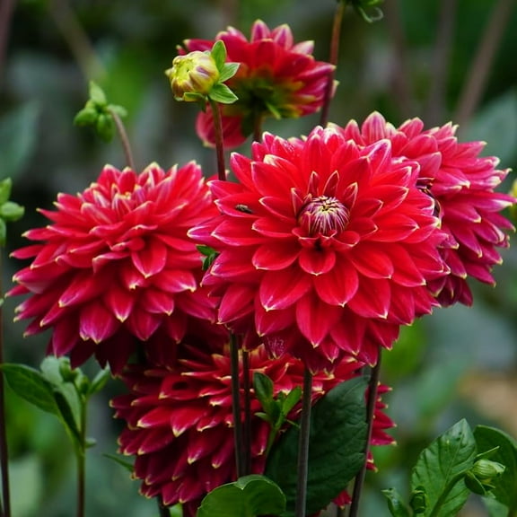 Mr. Optimist Decorative Dahlia Flower Tubers - 3 Bulbs per Pack - Grow Live Flowers - Ready to Plant - Blooms All Summer - Grows Well in Containers